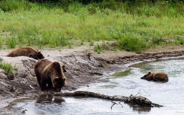 kamchatka-walk-with-bears-12