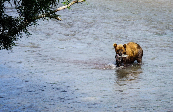 kamchatka-walk-with-bears-16