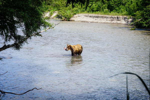 kamchatka-walk-with-bears-18