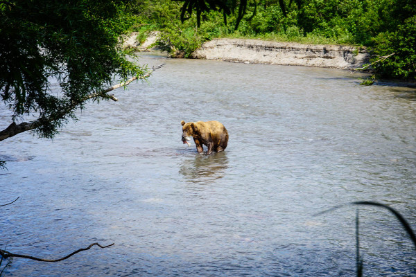 kamchatka-walk-with-bears-19